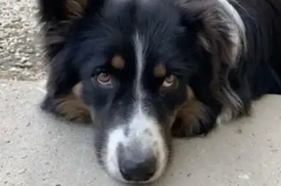 Chien perdu Ahuillé, photo : Berger Australien tricolore perdu au Plessis