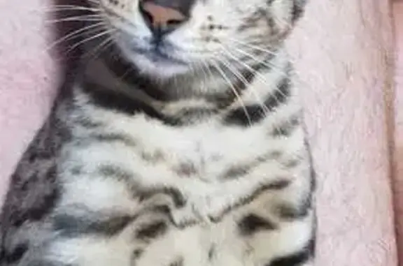 Missing Bengal Cat in Sandton - Help Needed!