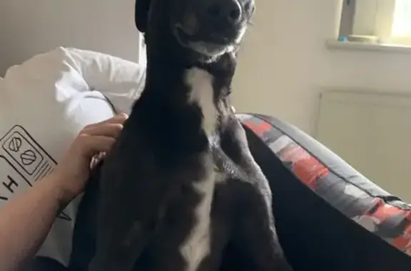 Missing Black Staffie/Whippet in Carnforth