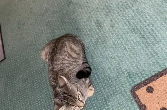 Chat mâle tigré gris trouvé à Tours - photo