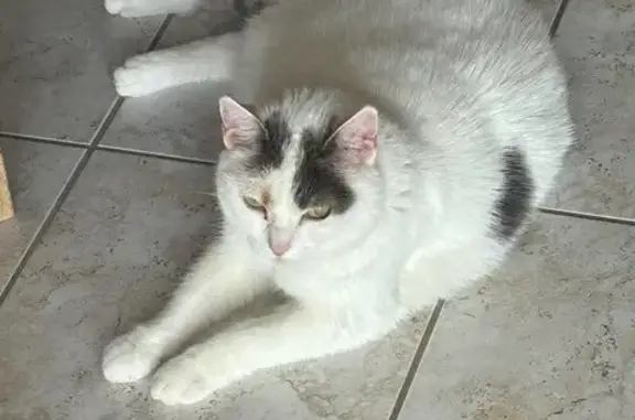 Chat perdu, , photo: Chatte Hélysse 12 ans disparue à Voué