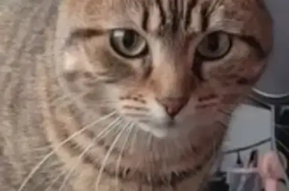 Chat perdu, , photo: Chatte tigrée pucée disparue à Mastaing