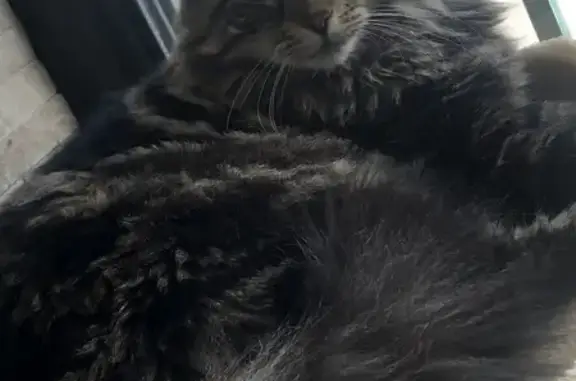 Animaux perdus Pussay, photo: Chat tigré femelle 7 ans perdu à Pussay