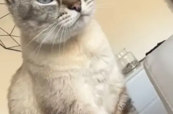 Chat mal pucé disparu à Bretagne-de-Marsan - photo