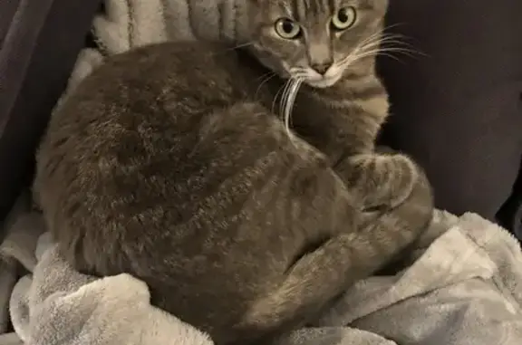 Animaux perdus Le Pecq, photo: Chat gris tigré perdu Route de Sartrouville