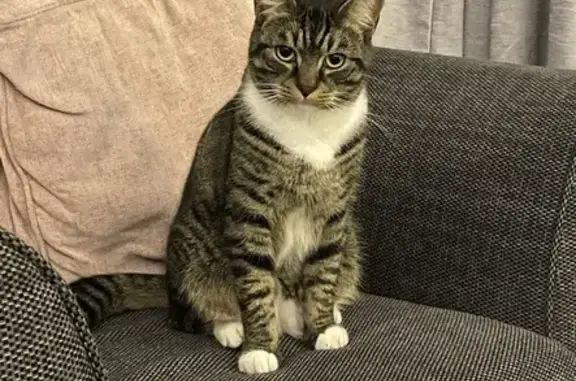 Missing Neutered Male Tabby Cat - Dover Rd