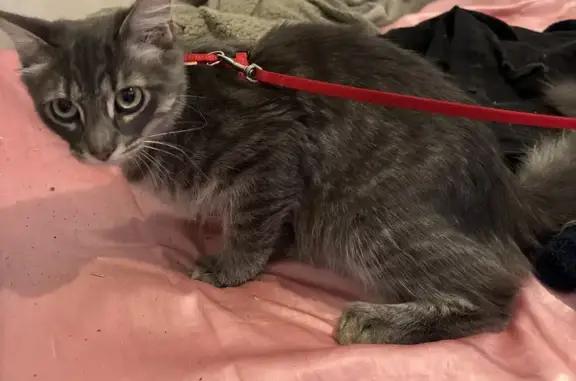 Jeune chatte trouvée, non identifiée à Alès - photo