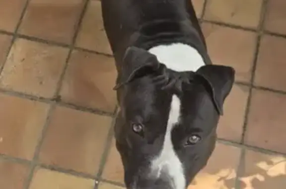 Animaux trouvés Vescovato, photo: Chien trouvé à Vescovato, rue Poloneto 1013
