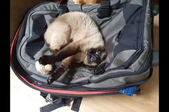 Chat perdu, , photo: Chatte siamoise disparue à Cormontreuil