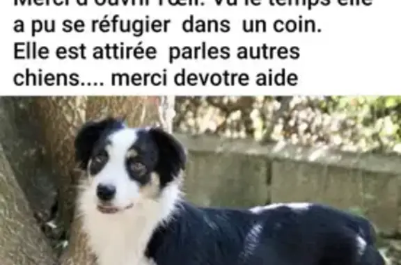 Animaux perdus Sospel, photo: Chien disparu à Sospel : Tea Cup, berger américain
