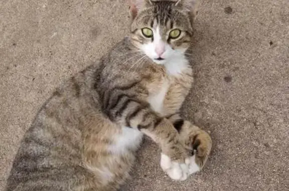 Chat perdu, , photo: Chat mâle rayé et blanc disparu à Millières