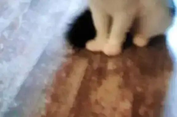 Chat perdu, Objat, photo: Chatte disparue, Blanche queue noire, Objat