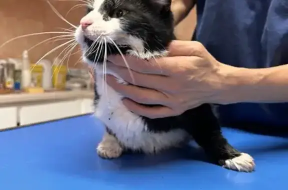 Chat trouvé à Miserey-Salines, en clinique - photo