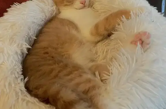 Animaux perdus Dirinon, photo: Chat roux et blanc perdu à Dirinon