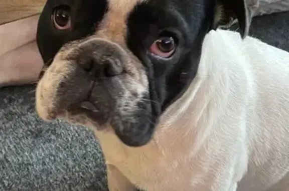 Chien perdu Domarin, photo : Bouledogue français perdu à Domarin