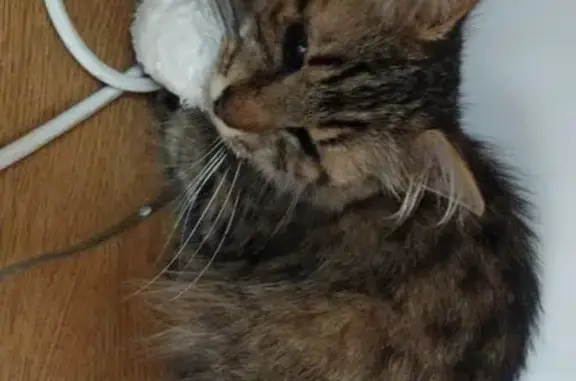 Chatte tigrée trouvée à Canteleu - photo