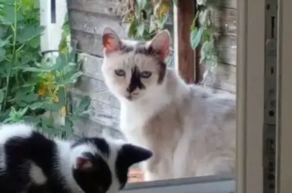 Chat disparu à Somain, Rue de Carnoules - photo