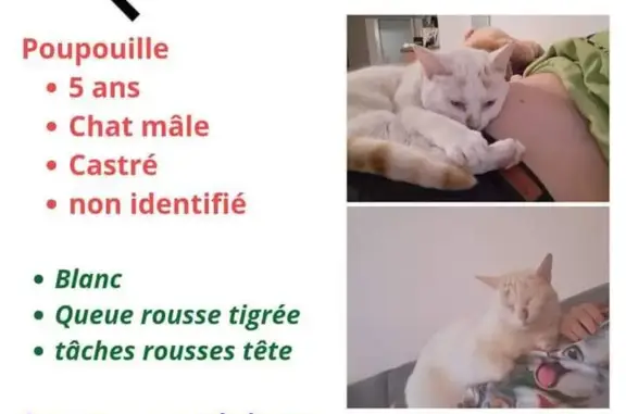 Chat perdu, , photo: Chat perdu à Nogaro : mâle blanc, taches rousses