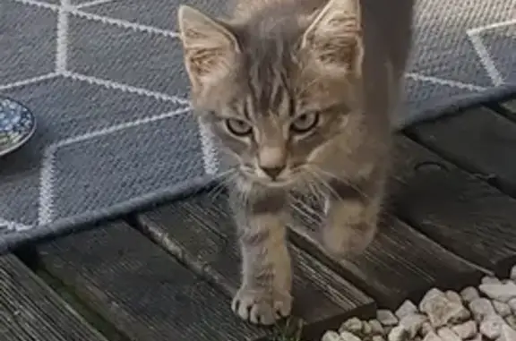 Chaton gris de 3 mois trouvé à Ranville - photo