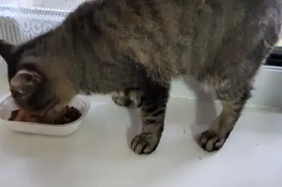 Chat gris abandonné cherche foyer urgent - photo