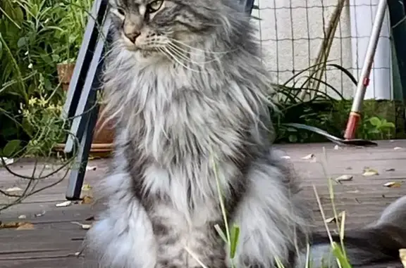 Animaux perdus Camors, photo: Chat Maine Coon femelle perdu à Camors