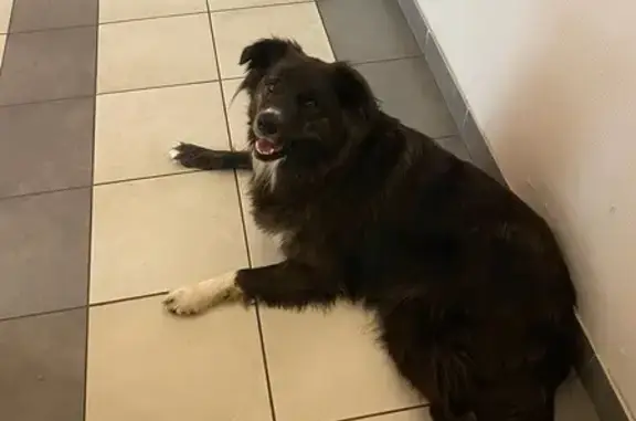Chienne Border Collie trouvée à Périgueux - photo
