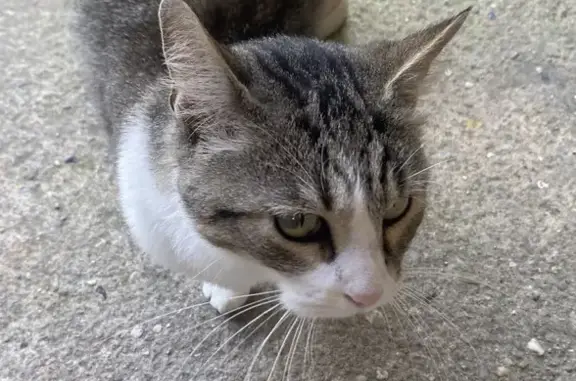 Chat trouvé le 7/09, Route de Castres, 939 - photo