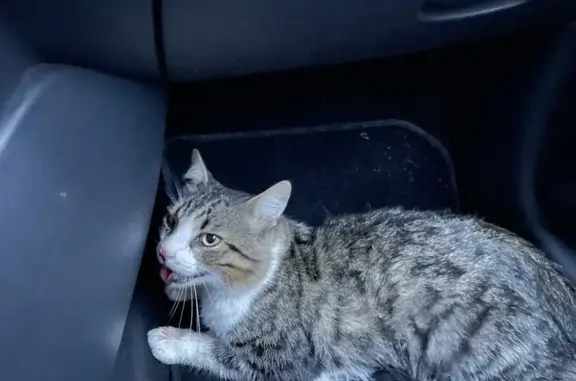 Chat trouvé Grane, photo: Chat blessé trouvé entre Loriol et Grâne