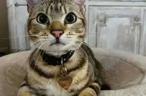 Animaux perdus Issy-les-Moulineaux, photo: Chat perdu à Issy-les-Moulineaux