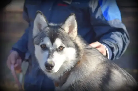 Chien perdu , photo : Husky beige femelle perdue à Foulayronnes