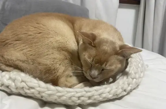 Missing Cream Burmese Cat - Greenfield Rd, CT