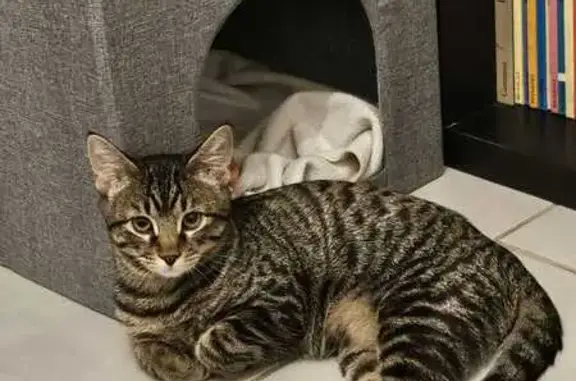 Chat perdu, Saint-Égrève, photo: Chaton tigré perdu à Saint-Egrève