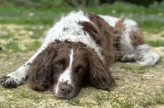 Chien perdu , photo : Chien disparu : Springer Quirit, 7 ans, HDF
