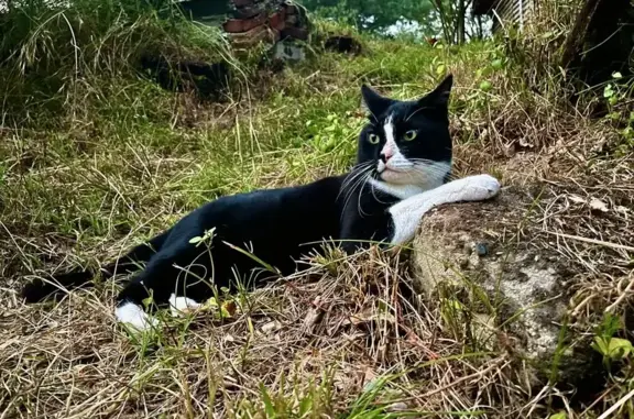 Chat perdu, Onesse-Laharie, photo: Chat perdu : grande taille, yeux verts, Route Laharie