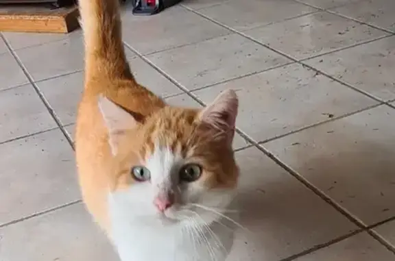 Chat Européen mâle roux et blanc trouvé - photo