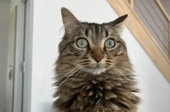 Chat peureux disparu à Saint-Renan - photo