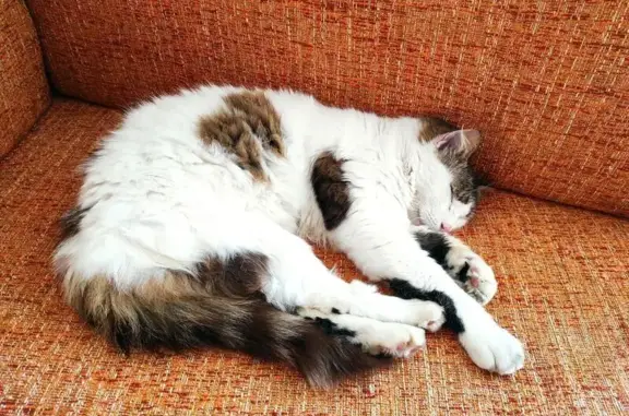 Chat trouvé rue de l'Alma, Rennes - photo