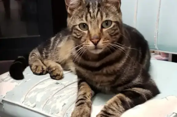 Chat perdu, Borgo, photo: Chat perdu : Bonzo, 4 ans, craintif, Borgo