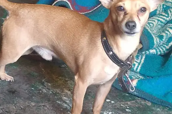 ¡Perro Chihuahua Perdido en Ciudad Neza!