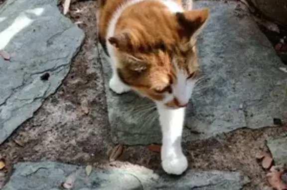 Chatte calico trouvée à Farinole - photo