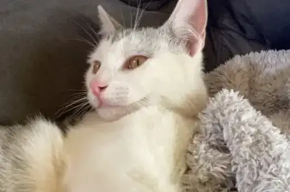 Chat perdu, , photo: Chat Européen blanc/gris perdu à St-Martin