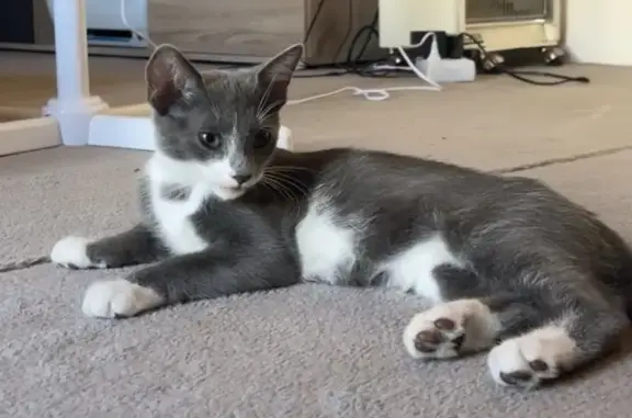 Chaton gris et blanc perdu à Bossey - photo