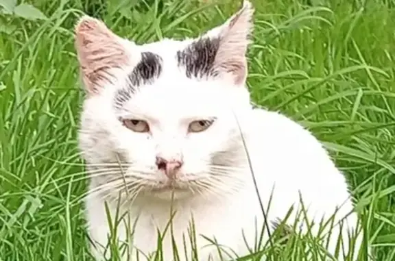Chat trouvé Marconnelle, photo: Chat craintif aperçu à Marconnelle