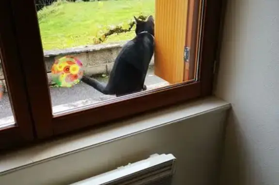 Chat trouvé , photo: Jeune chat mâle noir trouvé à Guiscriff