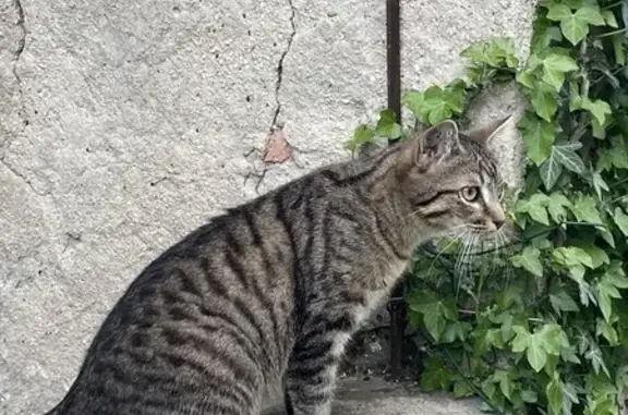 Chat perdu, Reims, photo: Chat tigré disparu à Reims, Boulevard Barthou