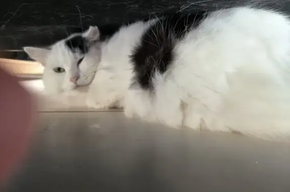 Chat perdu, Objat, photo: Chat européen perdu, 2 ans, Objat