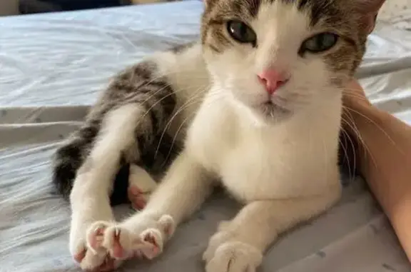 Chatte trouvée, blanche et tigrée, 1 an, Angoulême - photo