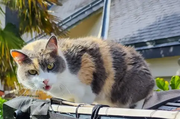 Animaux trouvés , photo: Chat trouvé craintif mais câlin à Saint-Avé