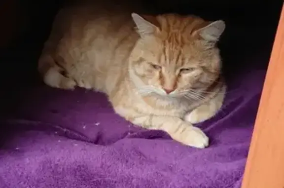 Animaux trouvés Taninges, photo: Chat roux et blanc trouvé à Taninges