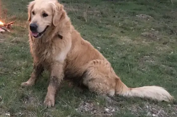 Animaux perdus , photo: Chien jaune perdu près de Cellier-du-Luc